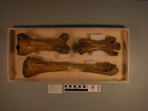 Palapteryx elephantopus