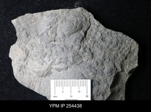 Ostracoda