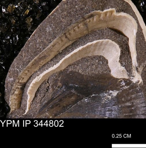 Parallelodon?