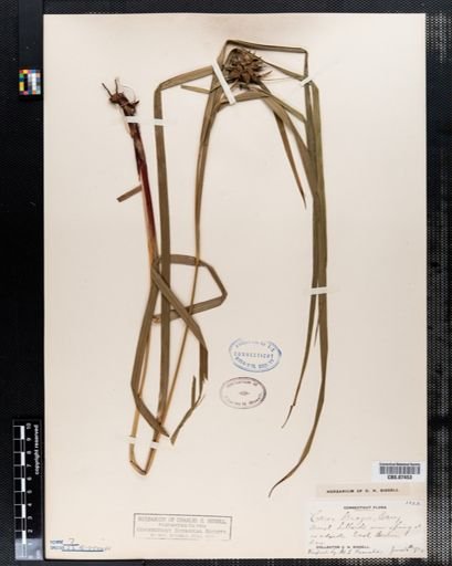 Carex grayi