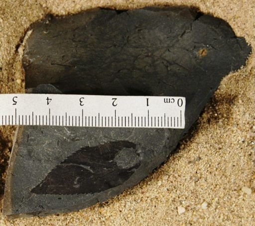 Magnoliopsida