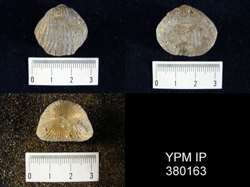 Uncinulus stricklandi