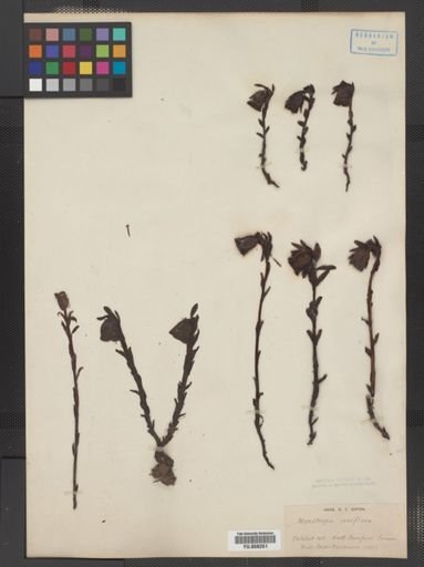 Monotropa uniflora