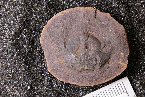 Euproops danae