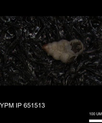 undet. Heterohelicidae
