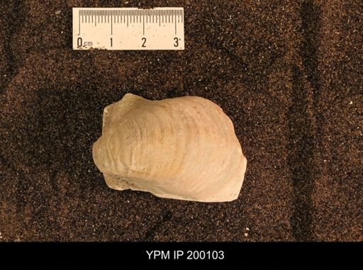 Inoceramus brogniarti