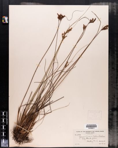 Juncus