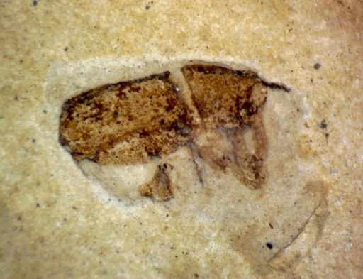 undet. Coleoptera