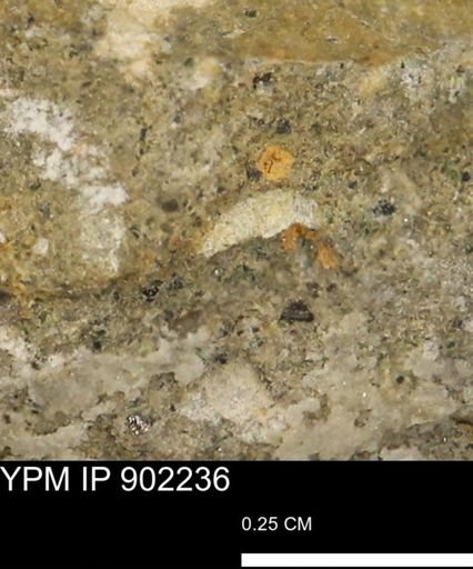 undet. Mollusca