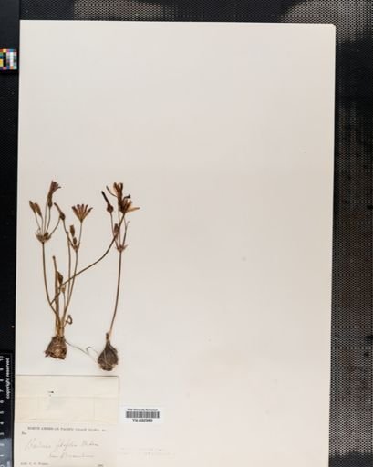 Brodiaea