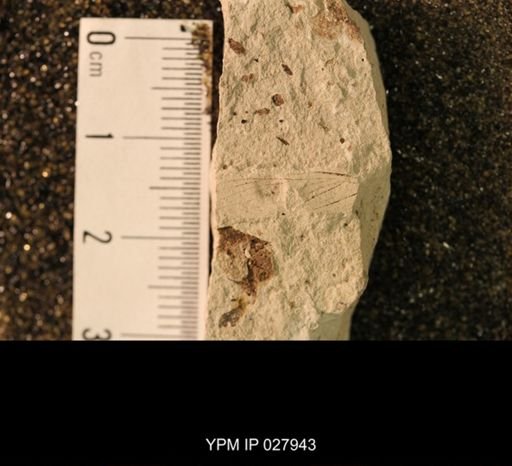 Semopterum venosum