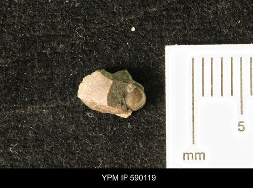 Oligoptycha?