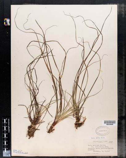 Carex abdita