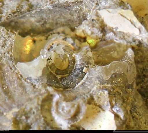 undet. Scaphitidae