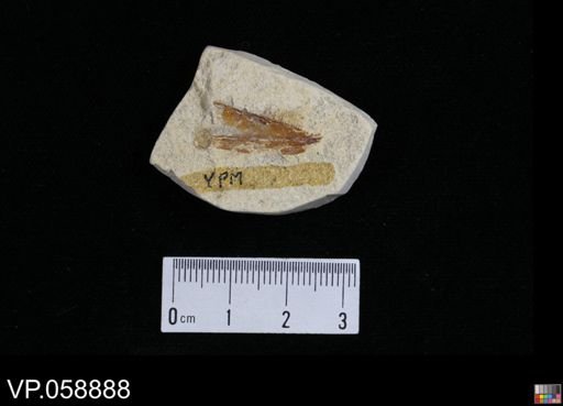 undet. Actinopterygii