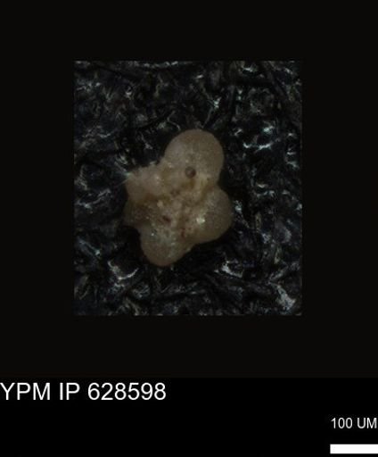 undet. Foraminiferida