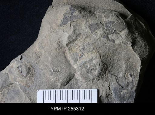 Eurypterida?