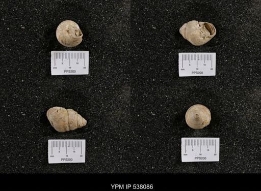 Campeloma nebrascensis
