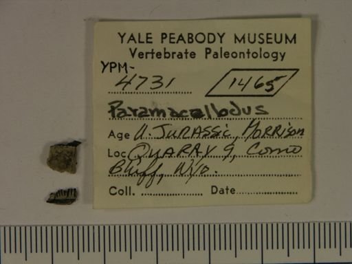Paramacellodus sp.