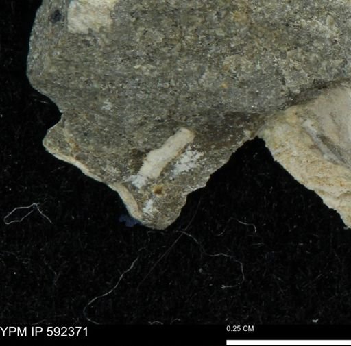 undet. Mollusca