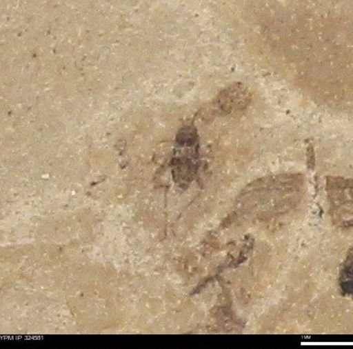 undet. Insecta
