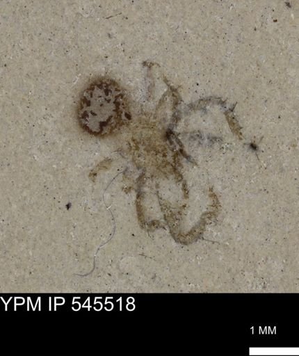 undet. Arachnida