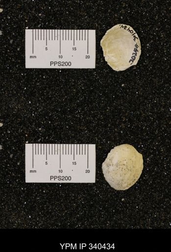 Corbicula subelliptica
