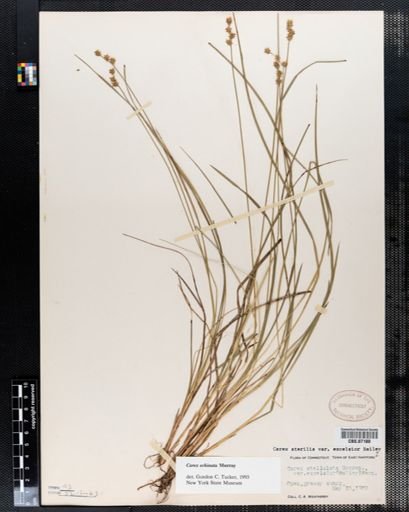 Carex stellulata