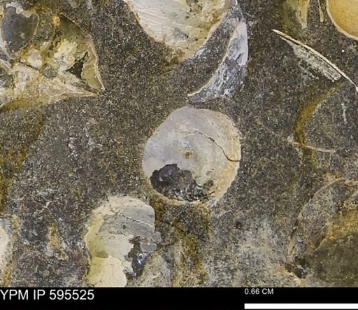 Protocardia sp.