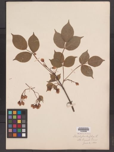 Staphylea trifolia