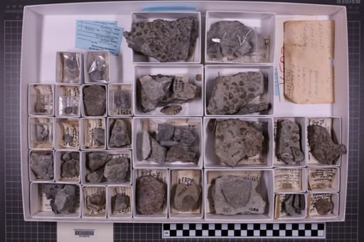 mixed taxa, stratigraphic collection