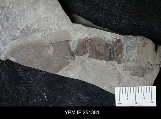 undet. Eurypterida