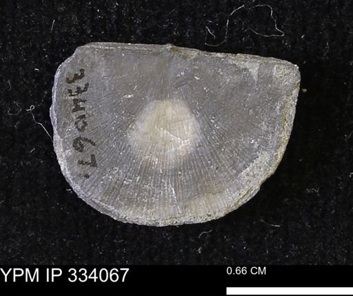 Rafinesquina squamula