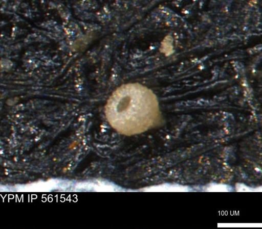 Miliammina ischnia