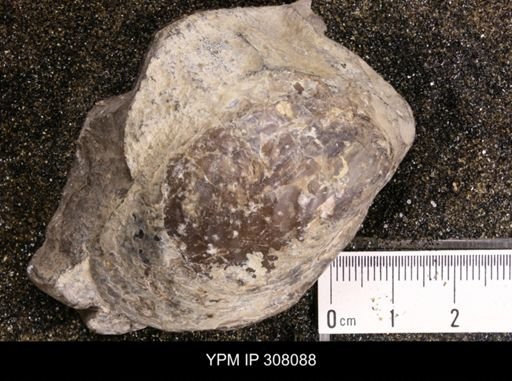 Inoceramus sp.