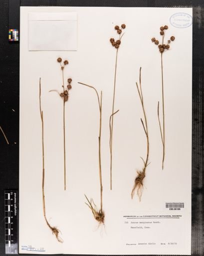 Juncus marginatus