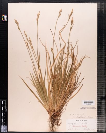 Carex communis