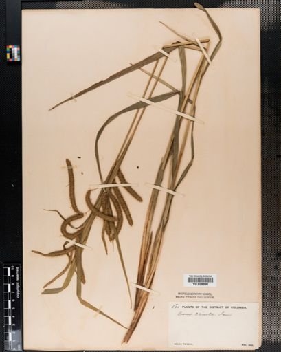 Carex crinita