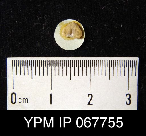 Bilobites varicus