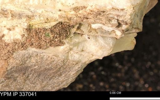 undet. Mollusca