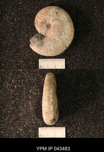 Hoploscaphites nicolletii