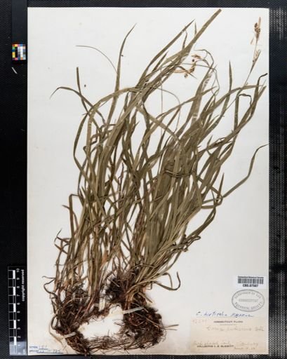 Carex hirtifolia