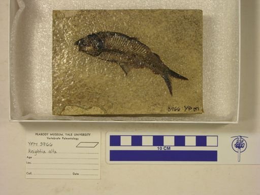 Knightia alta