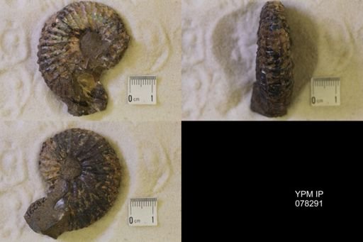 Jeletzkytes nebrascensis