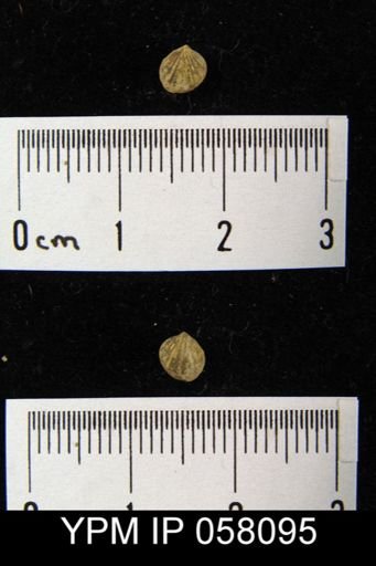 Anoplotheca concava