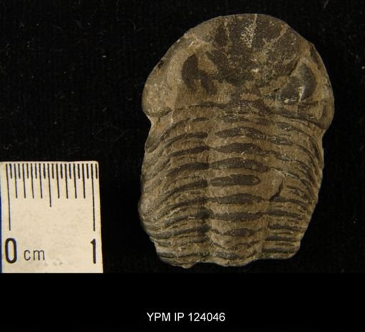 Phacops rana