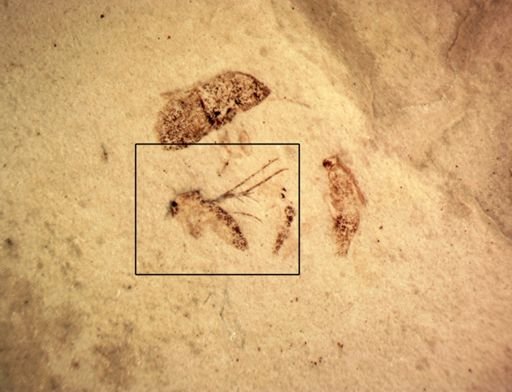 undet. Mycetophilidae