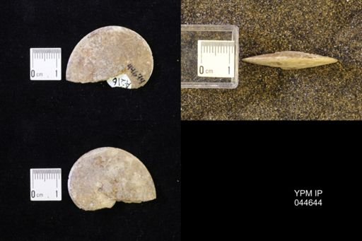Sphenodiscus lenticularis