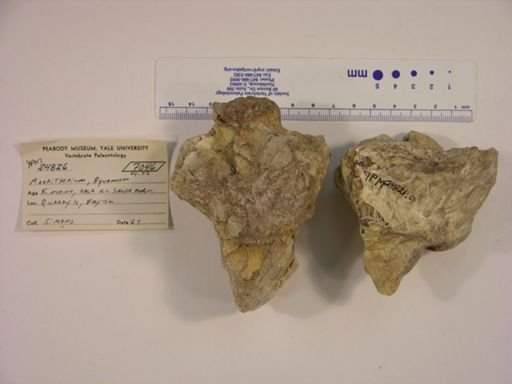 Moeritherium lyonsi