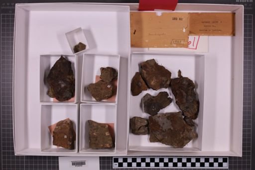 mixed taxa, stratigraphic collection